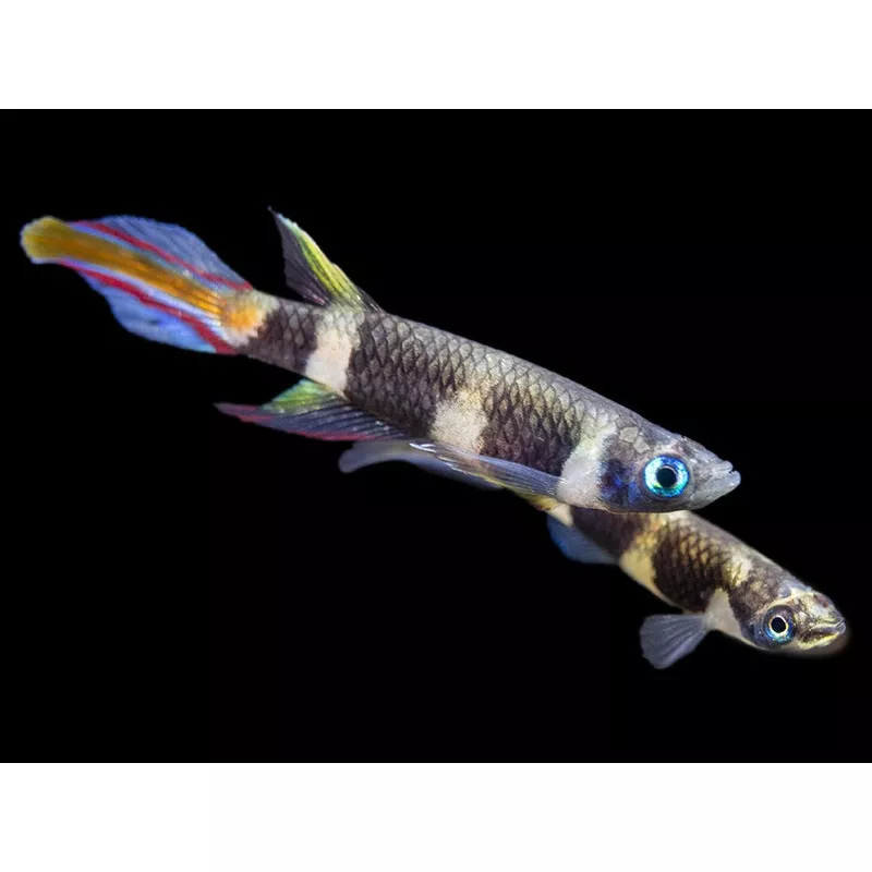 Clown Killifish AKA Rocket Killifish (Epiplatys annulatus), Tank-Bred