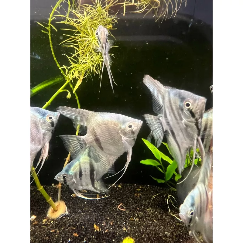 Cobalt Blue Angelfish LG (3″-4″)