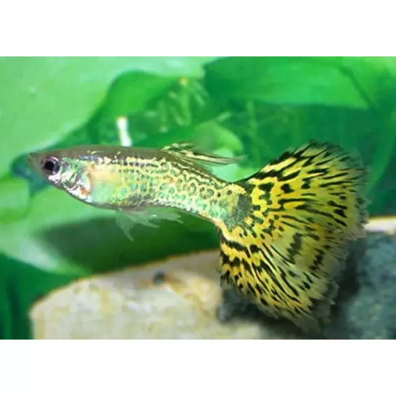 Cobra Guppy Mixed Colors