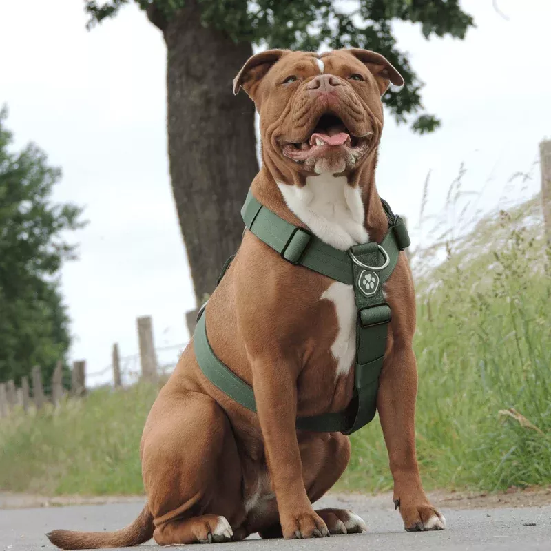 Comfort Control No-Pull Dog Harness – Green