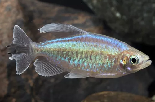 * Congo Tetra *PLEASE CONTACT FOR AVAILABILITY BEFORE ORDERING *LOCAL ONLY, NO OUT OF STATE SHIPPING