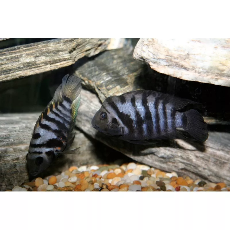 Convict Cichlid 2-3″