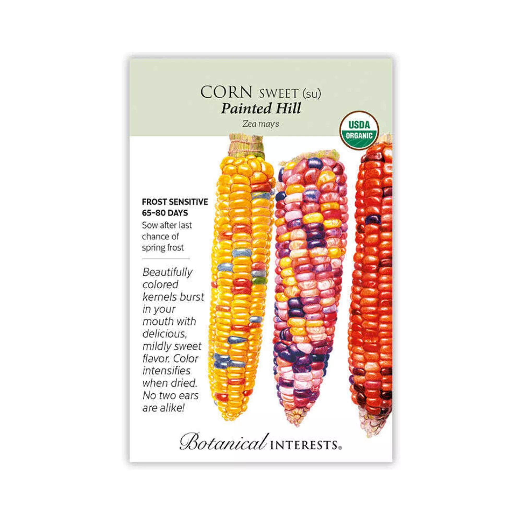Corn Sweet (multicolor) Painted Hill Organic