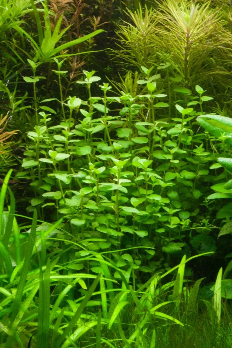 Creeping Charlie (Clinopodium cf. Brownei)