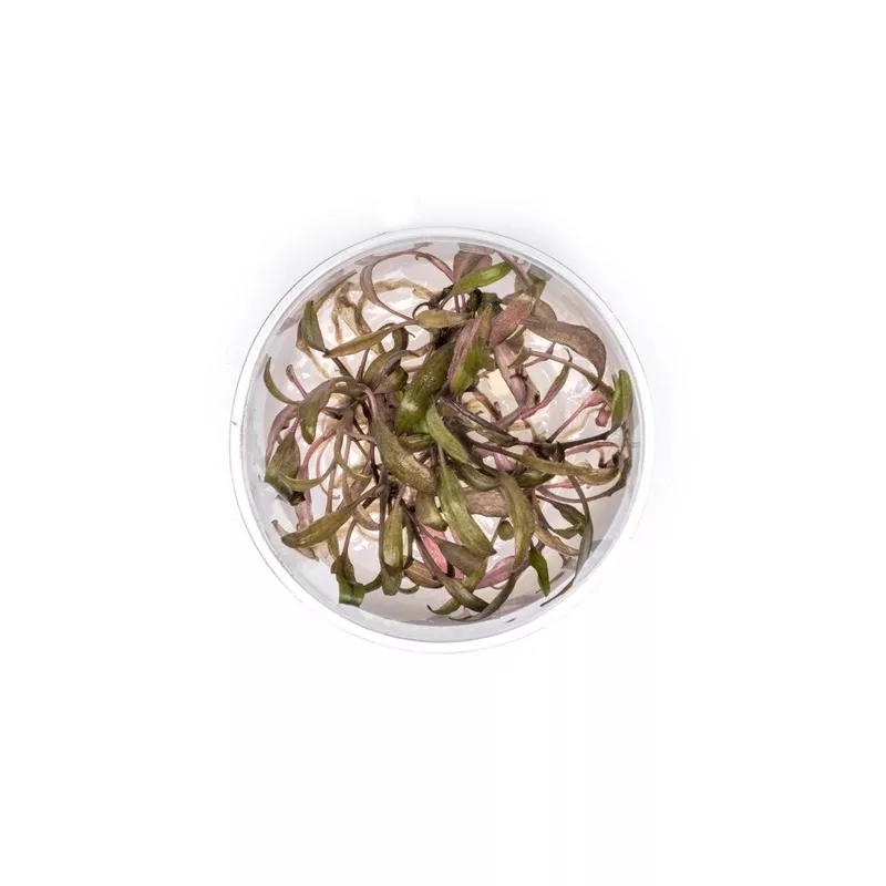 Cryptocoryne Affinis UNS Tissue Culture