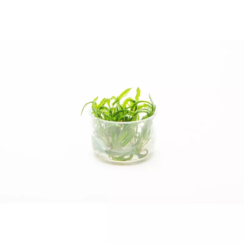 Cryptocoryne Balansae UNS Tissue Culture