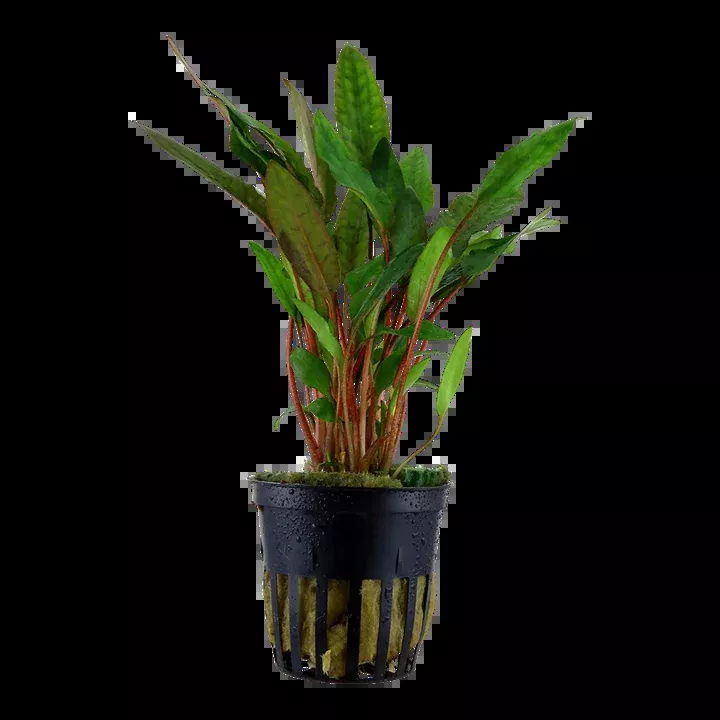 Cryptocoryne beckettii ‘Petchii’ by Tropica