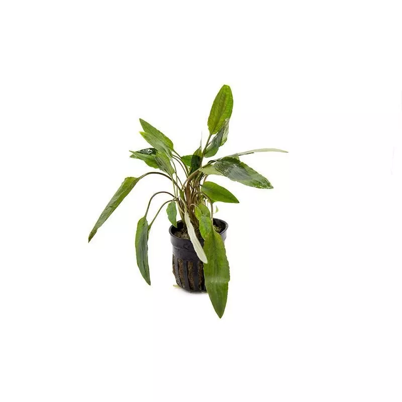 Cryptocoryne Beckettii