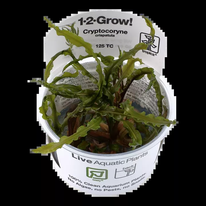 Cryptocoryne crispatula TC by Tropica