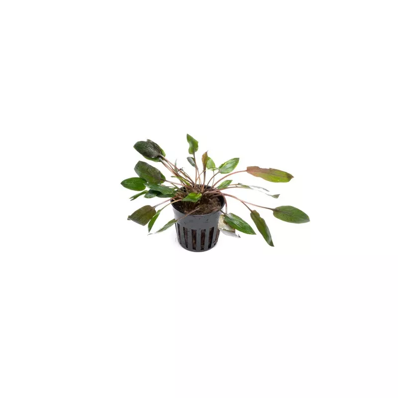 Cryptocoryne Florida Sunset
