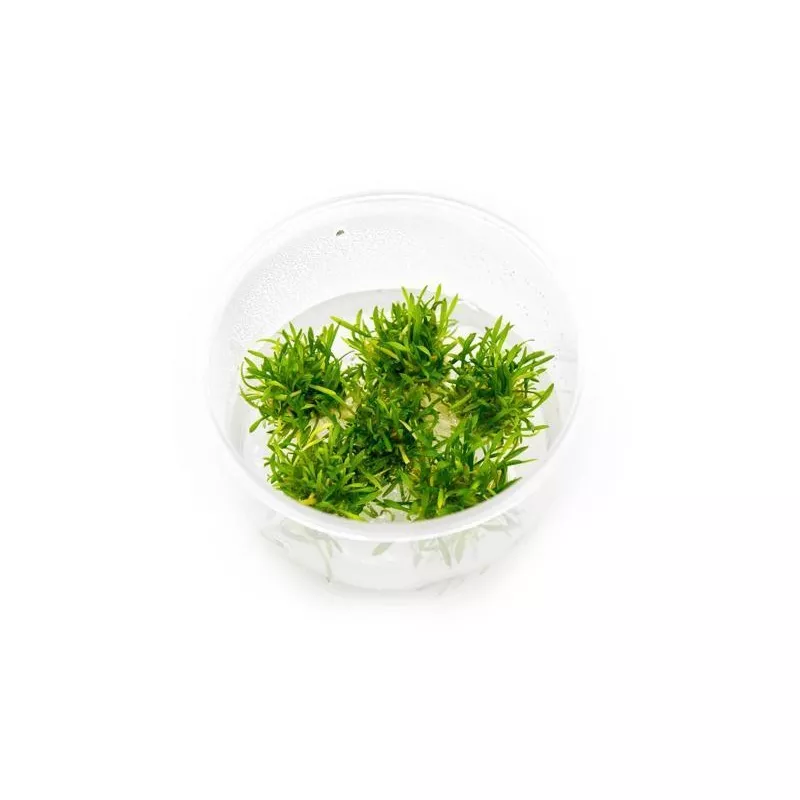 Cryptocoryne Parva Mini Tissue Culture