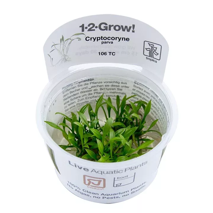 Cryptocoryne parva TC by Tropica