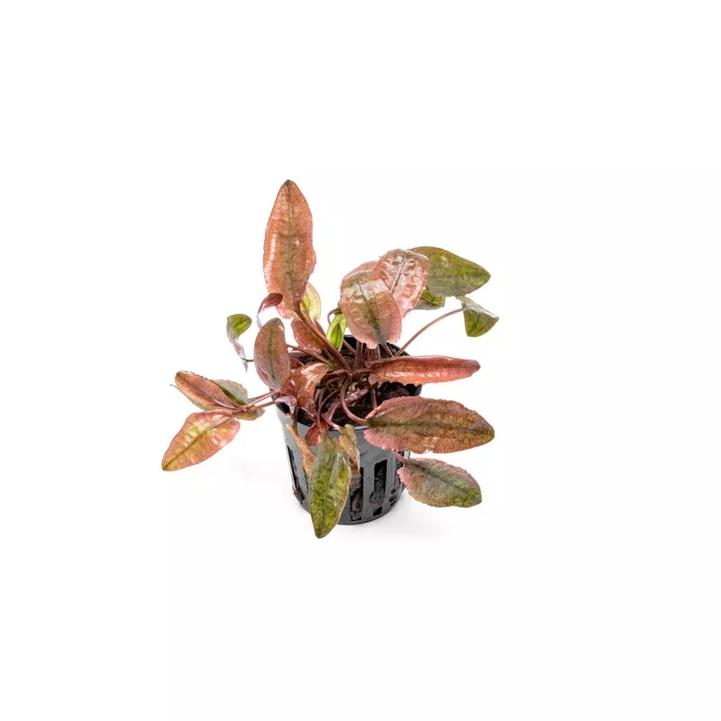 Cryptocoryne Pink Flamingo