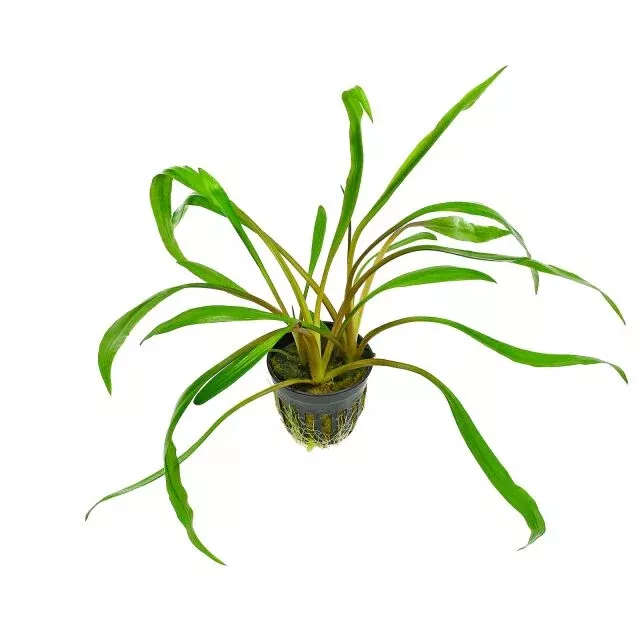Cryptocoryne Spiralis Tiger