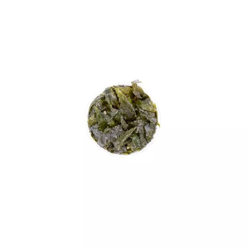 Cryptocoryne Tropica UNS Tissue Culture