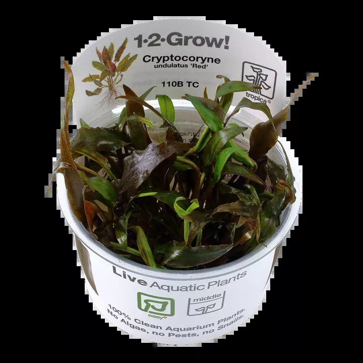 Cryptocoryne undulata Broad Leaf ‘Red’ TC by Tropica
