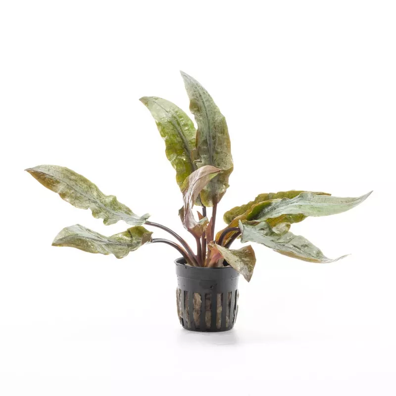 Cryptocoryne Undulata Hybrid