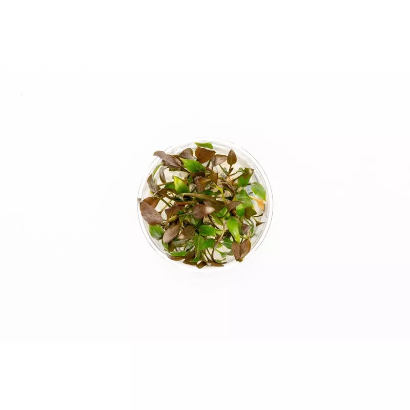Cryptocoryne Undulatus UNS Tissue Culture