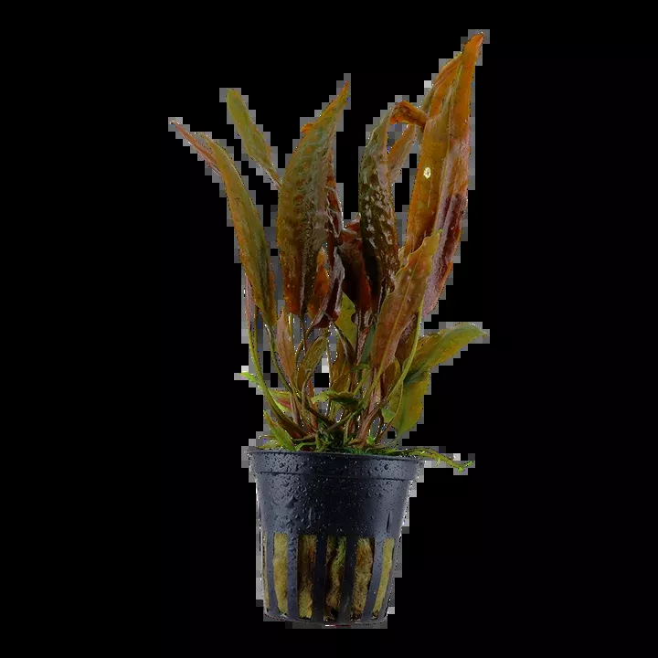 Cryptocoryne usteriana by Tropica