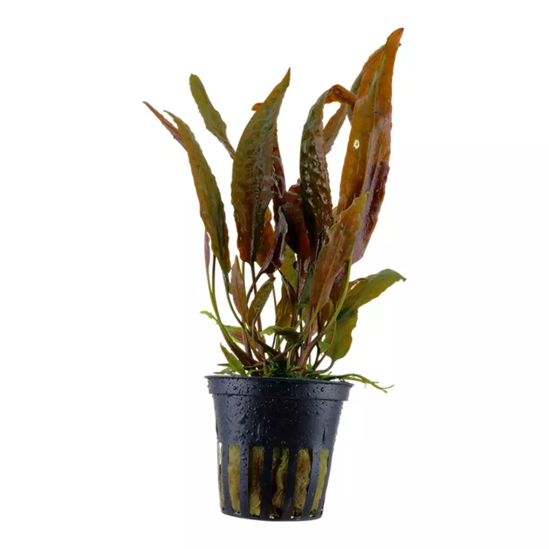 Cryptocoryne usteriana – Tropica