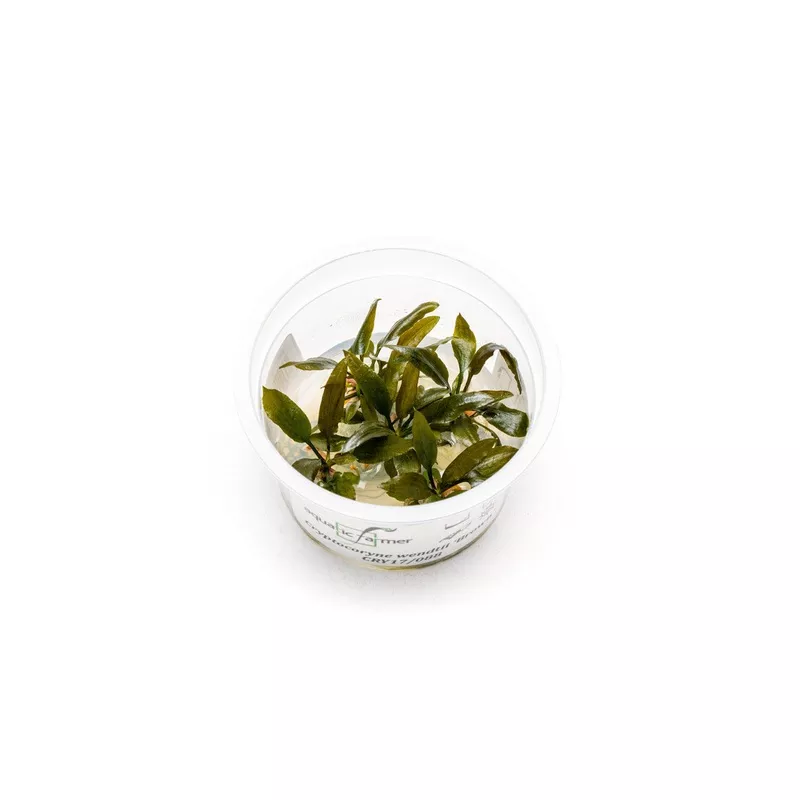 Cryptocoryne Wendtii Brown Aquatic Farmer Tissue Culture