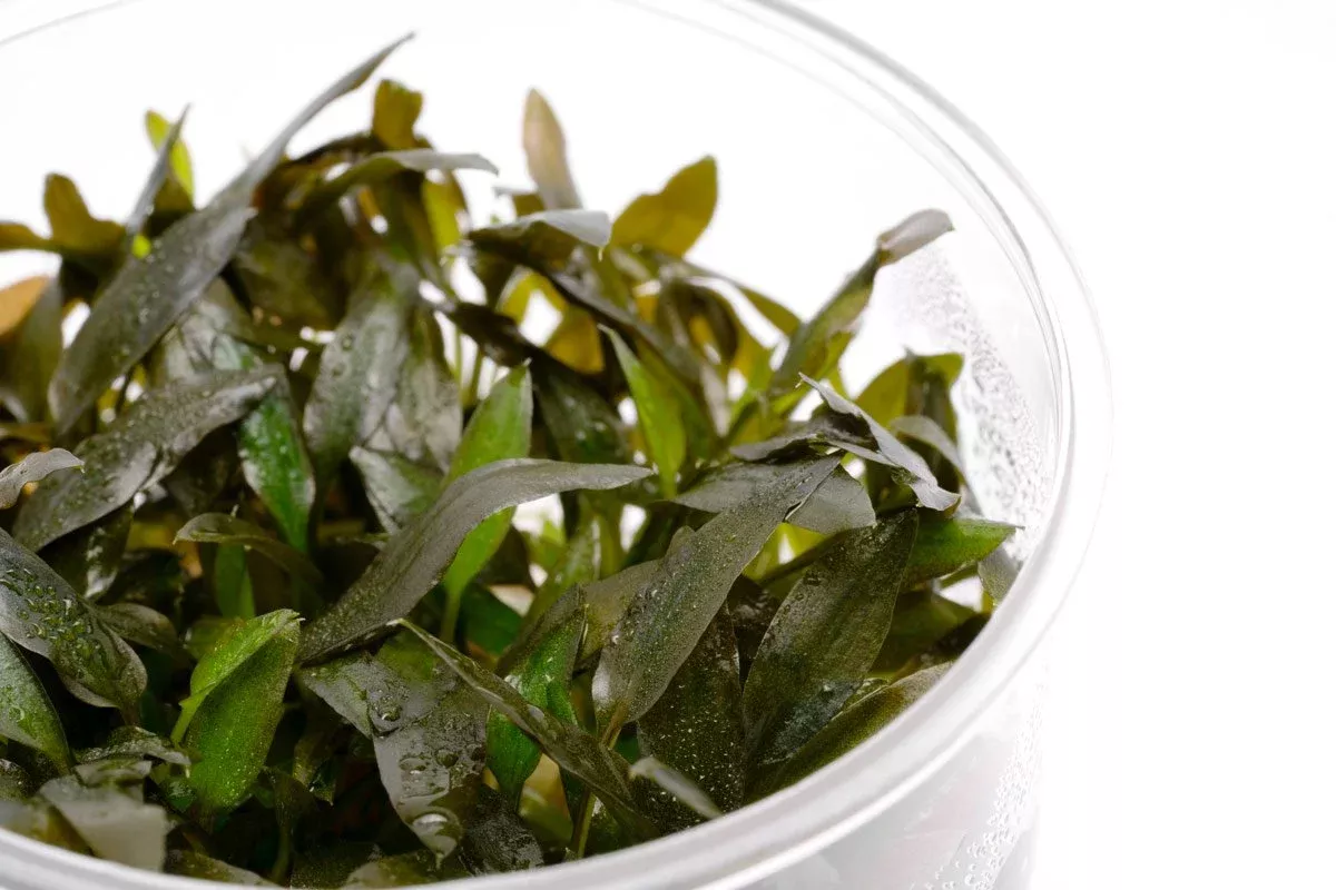 Cryptocoryne Wendtii Brown Indo TC