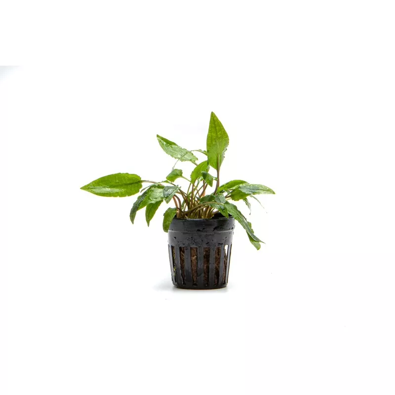 Cryptocoryne Wendtii Gecko