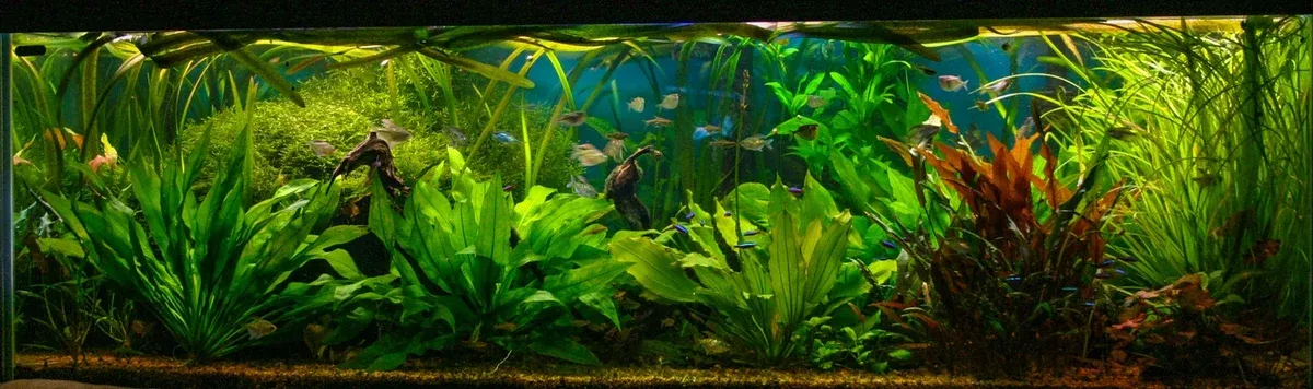 Cryptocoryne Wendtii ‘Mi Oya’ (Red Wendtii)
