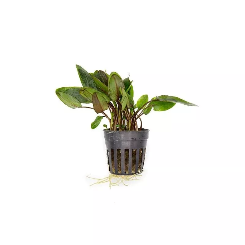 Cryptocoryne Wendtii