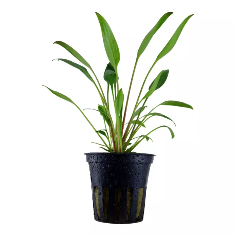 Cryptocoryne x willisii – Tropica