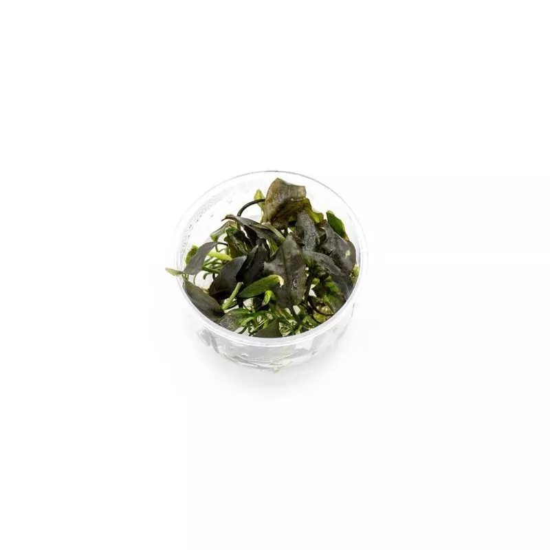 Cryptocoryne Yujii UNS Tissue Culture