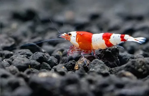 * Crystal Red Shrimp *PLEASE CONTACT FOR AVAILABILITY BEFORE ORDERING *LOCAL ONLY, NO OUT OF STATE SHIPPING