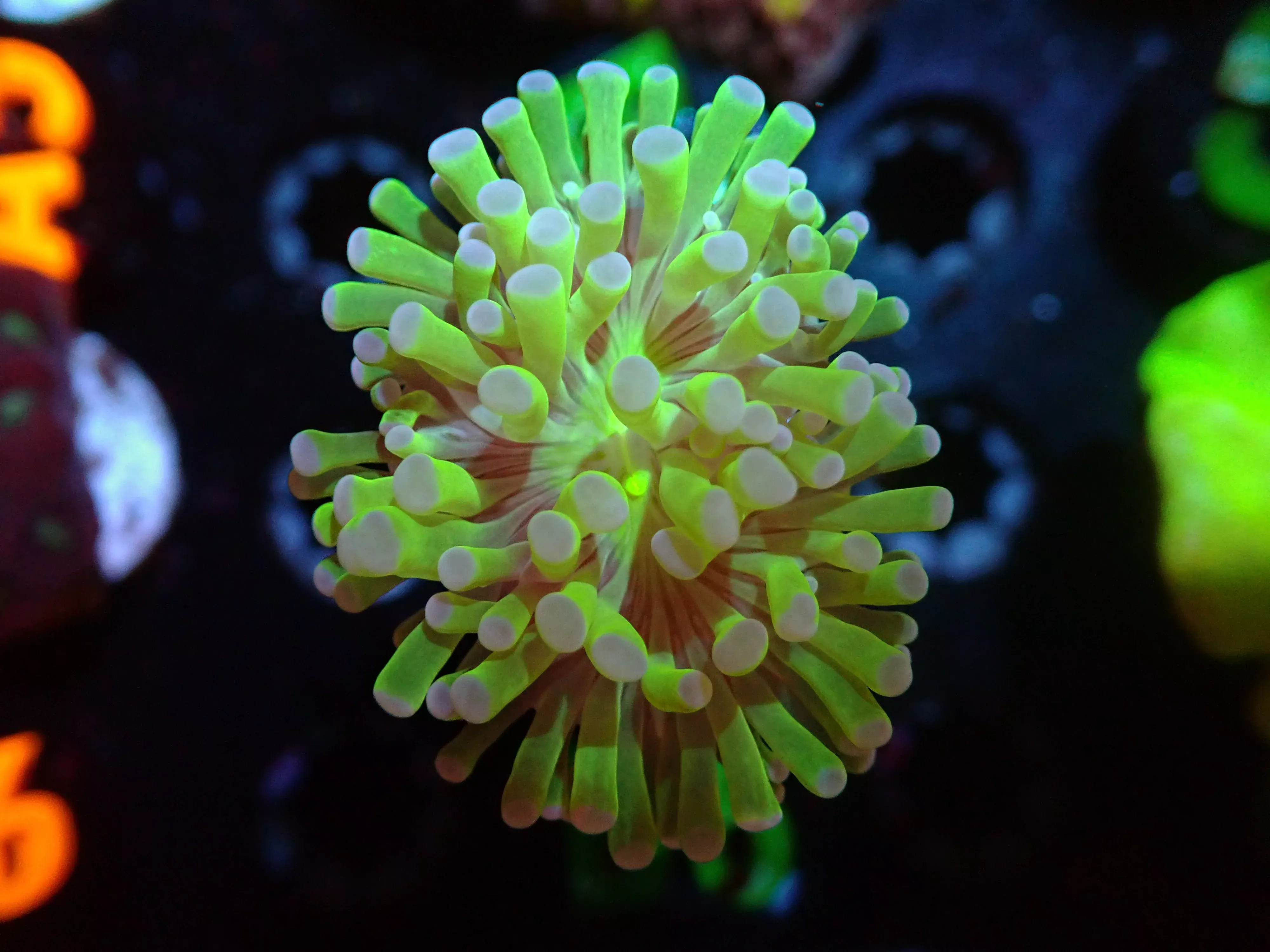 CSC Green Frogspawn 7/18/24