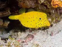 Cubicus Boxfish 2.25 -3.5″