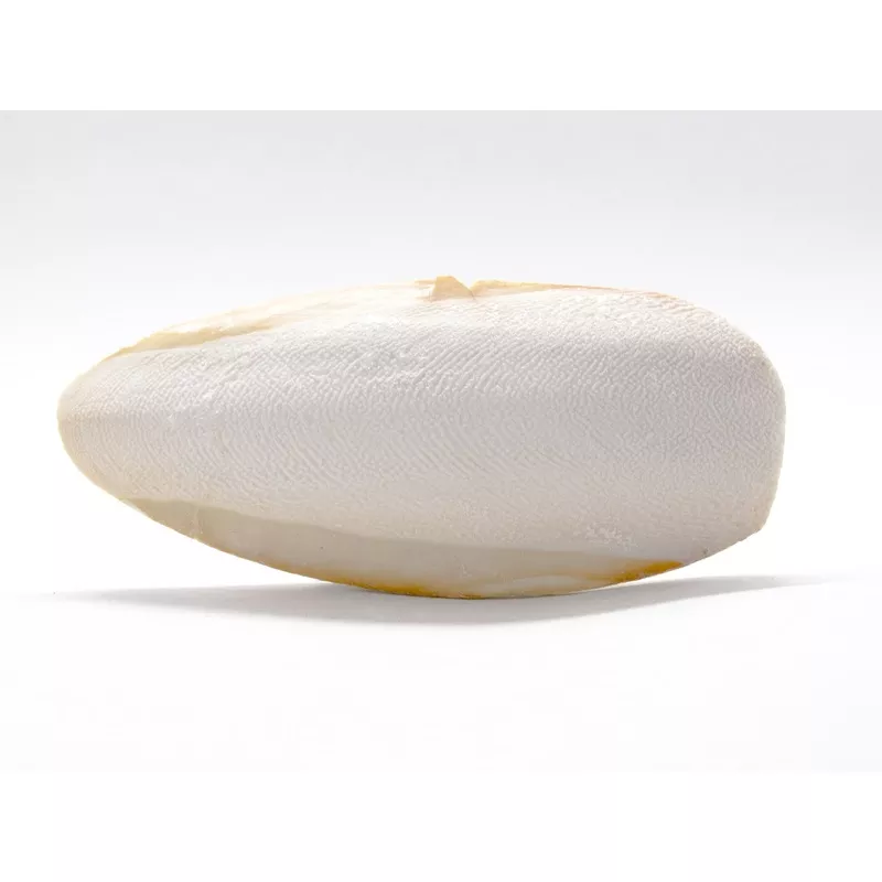 Cuttlebone (Natural Mineral Supplement)