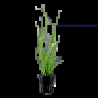 Cyperus helferi by Tropica