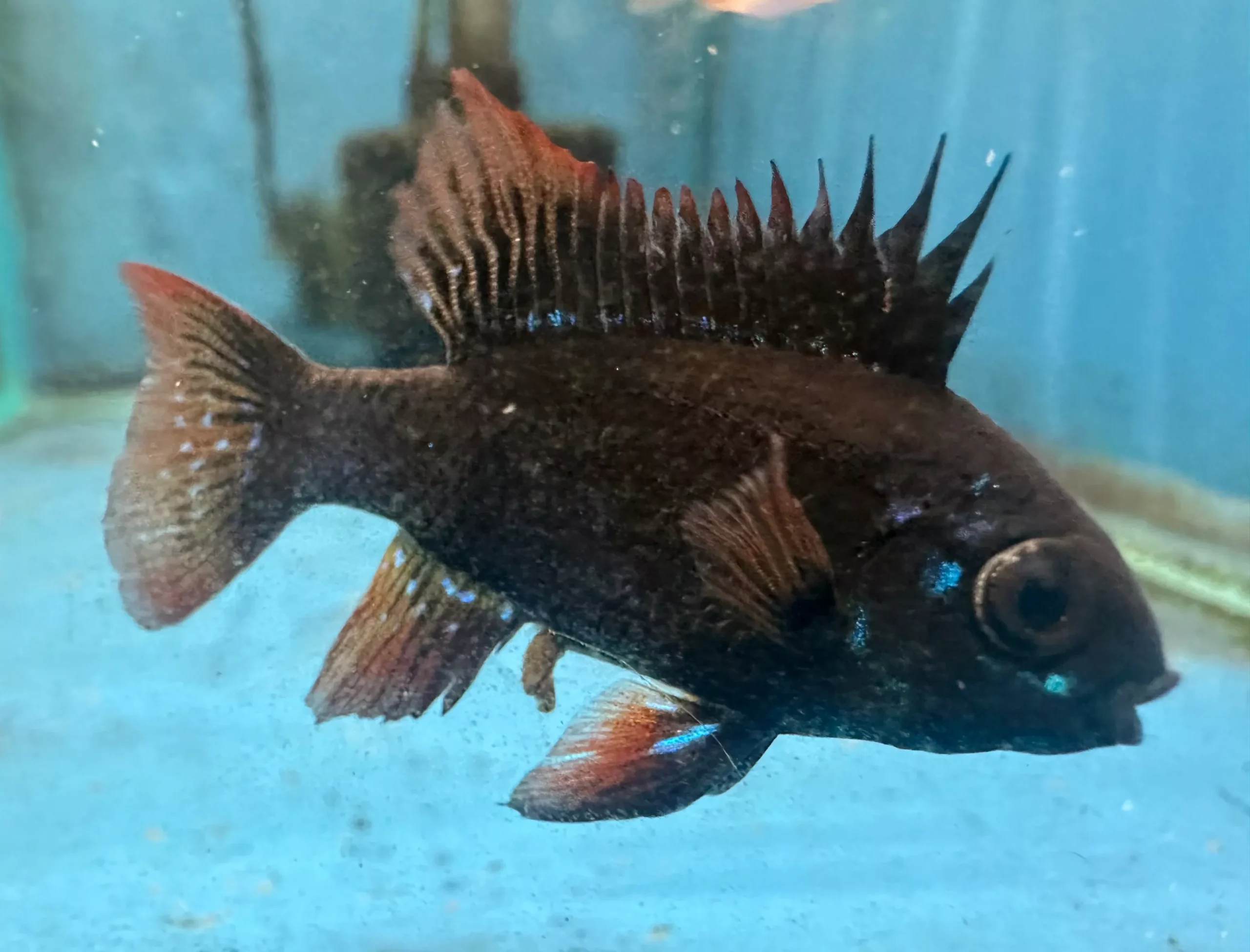 Dark Knight German Ram