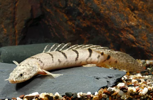 * Delhezi Bichir *PLEASE CONTACT FOR AVAILABILITY BEFORE ORDERING *LOCAL ONLY, NO OUT OF STATE SHIPPING