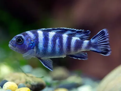 *Demasoni Cichlid *PLEASE CONTACT FOR AVAILABILITY BEFORE ORDERING *LOCAL ONLY, NO OUT OF STATE SHIPPING