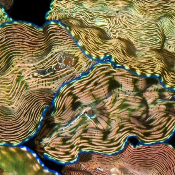 Derasa Clam 3"