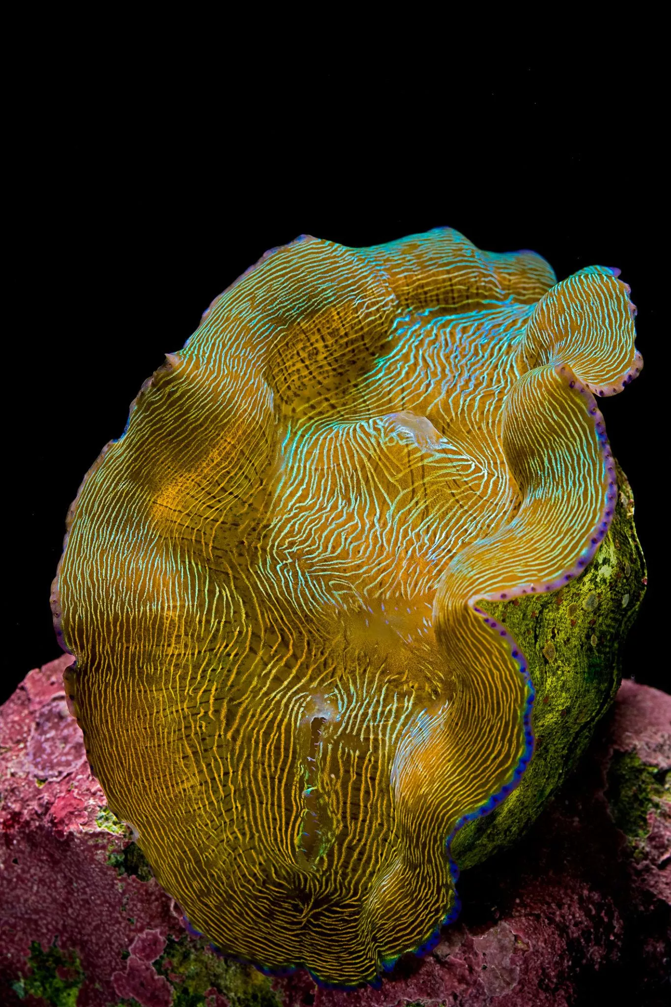 Deresa Clam – Aquacultured