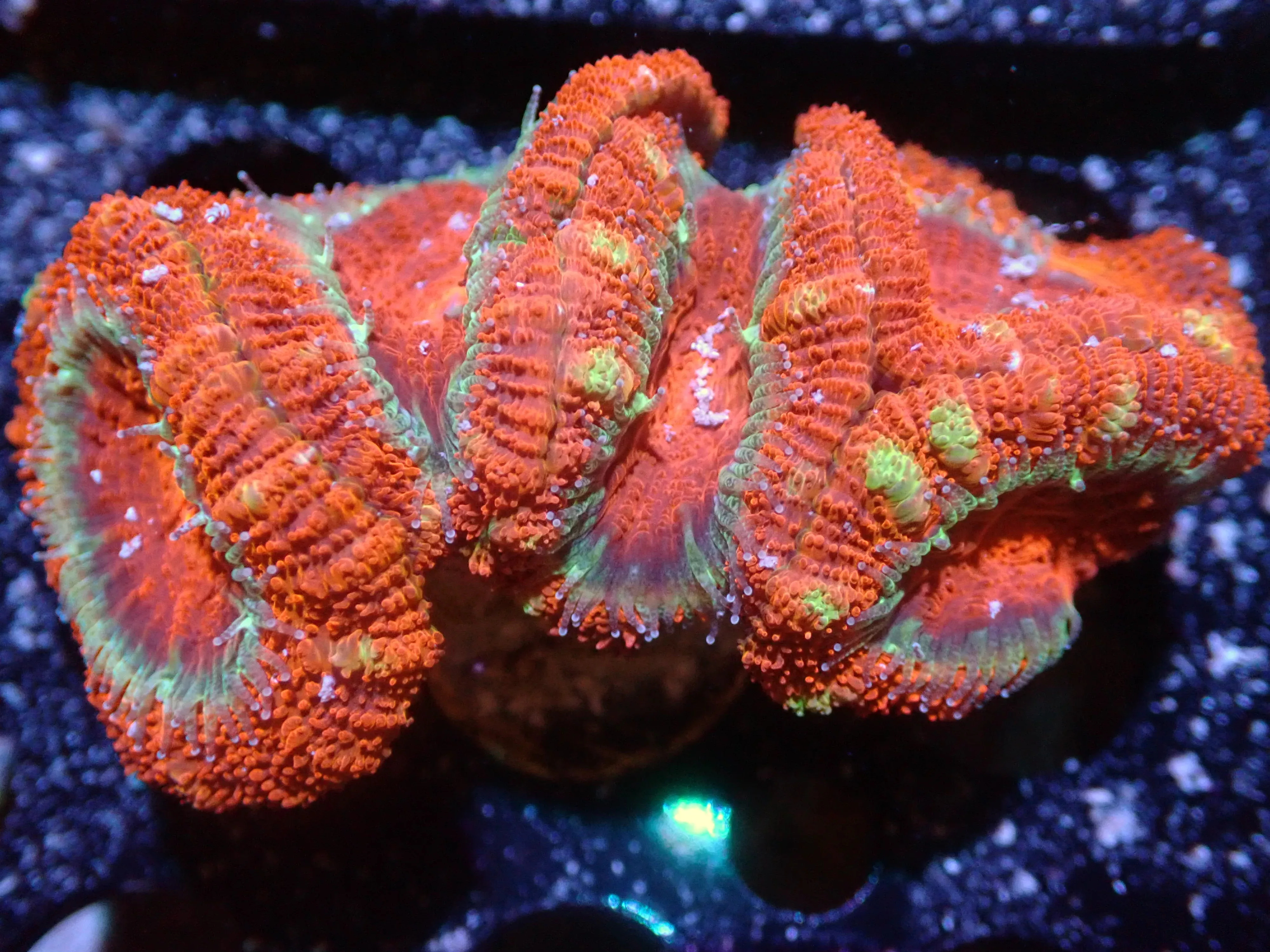 DHC Red Acan 5H 7/10/24 ended