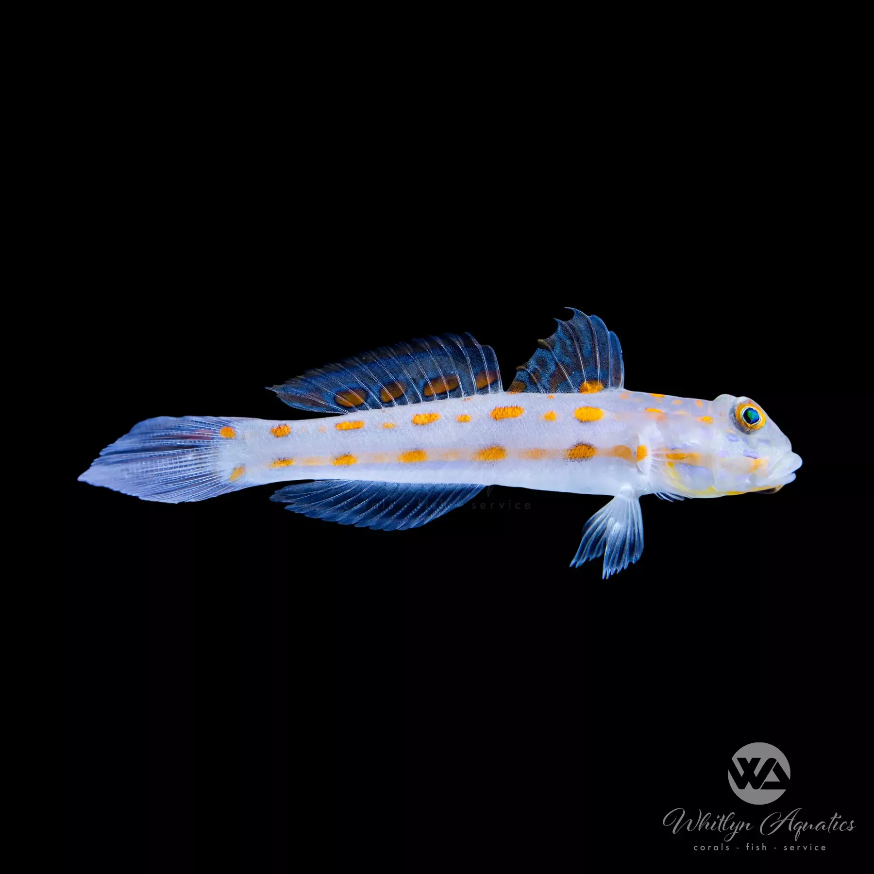 Diamond Goby (Valenciennea puellaris)