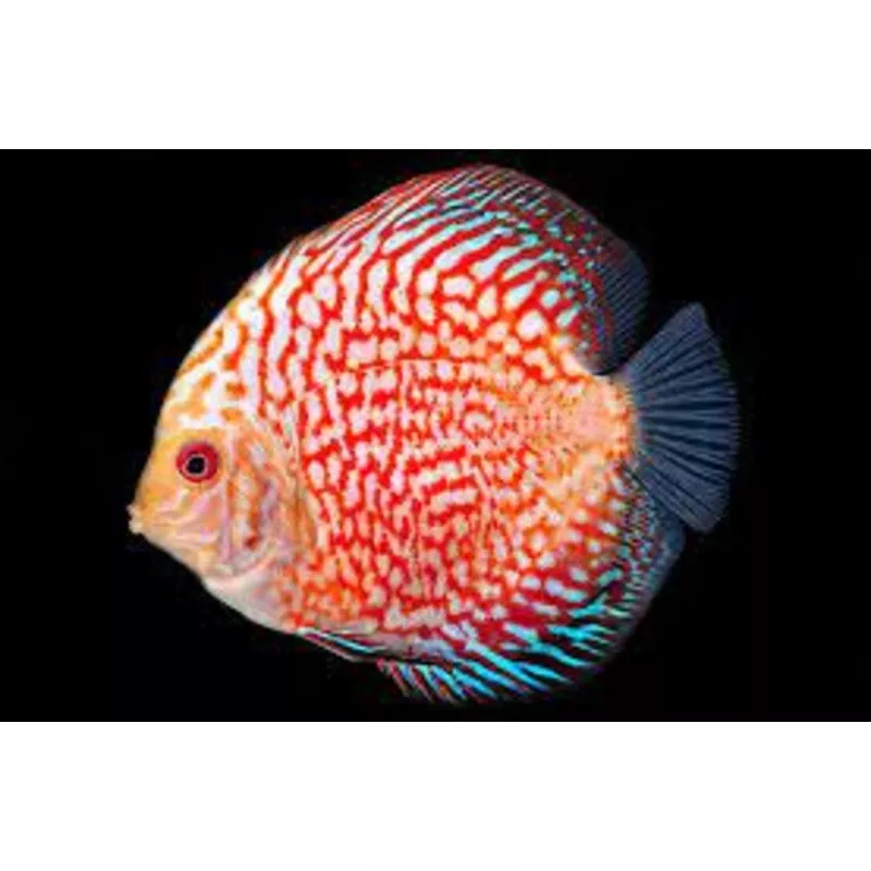 Discus (Assorted Colors 3-3.5″)