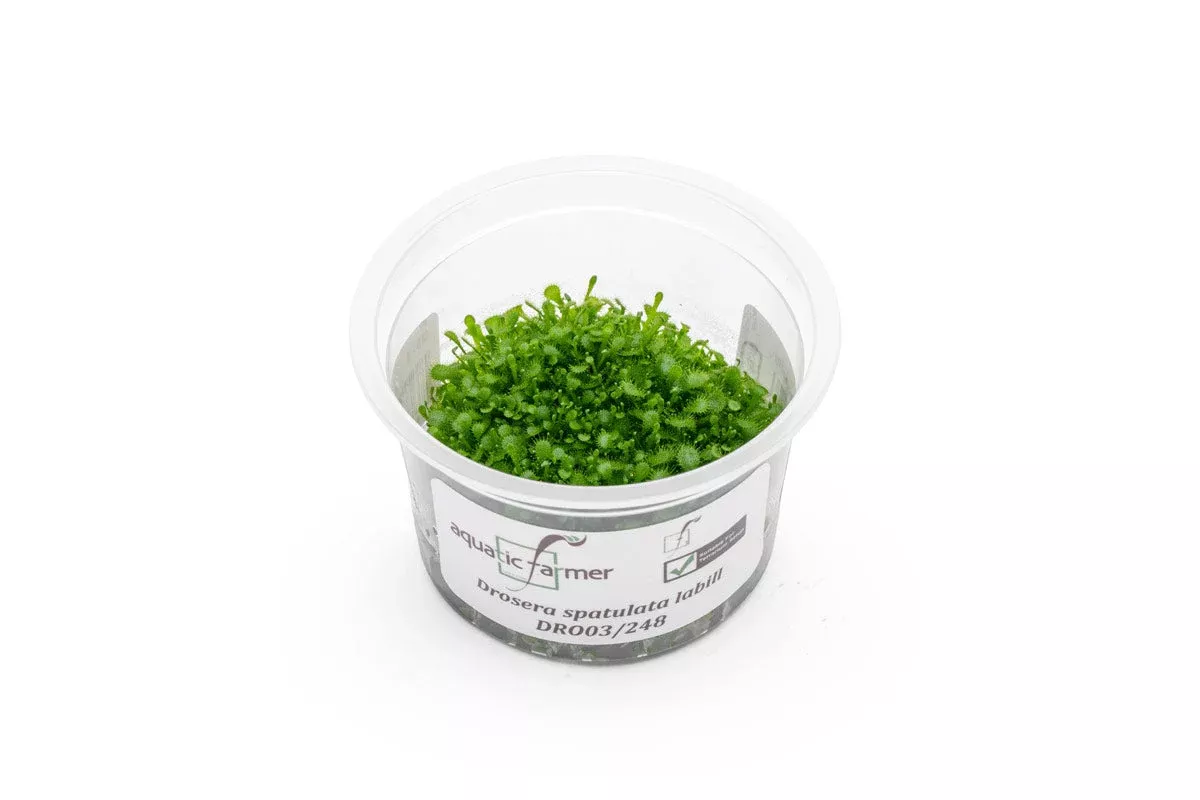 Drosera Spatulata ‘Labill’ (Spoon-Leaf Sundew) — Tissue Culture