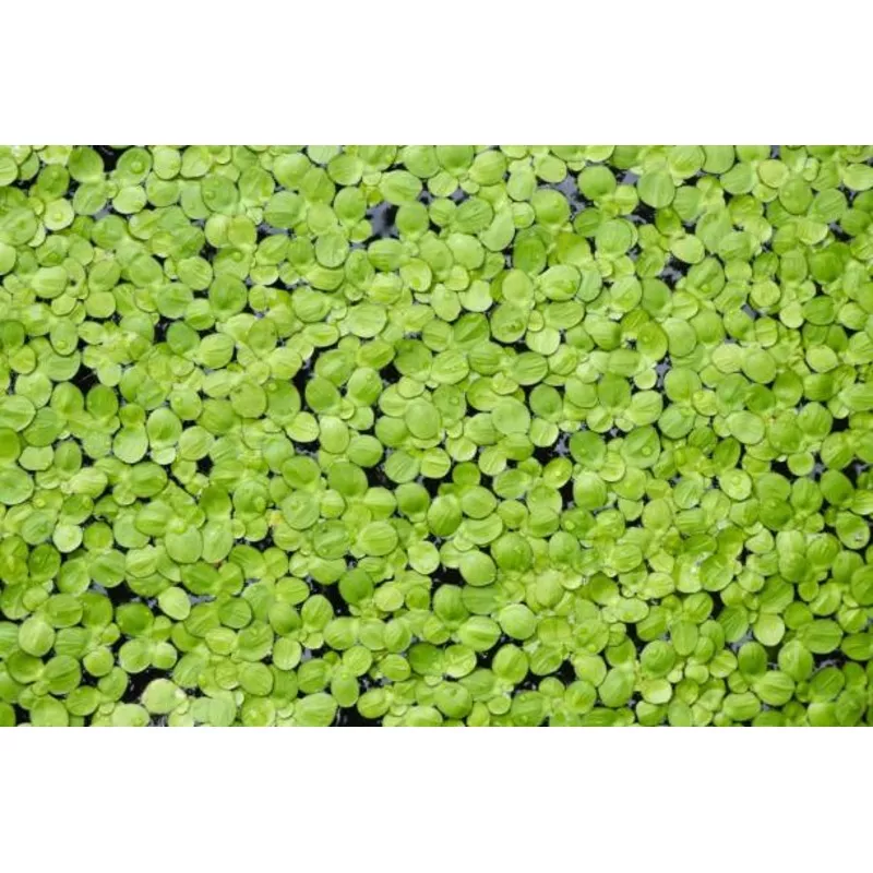 Duckweed – 1oz portion