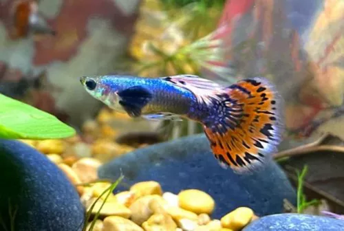 * Dumbo Ear Male Guppy *PLEASE CONTACT FOR AVAILABILITY BEFORE ORDERING *LOCAL ONLY, NO OUT OF STATE SHIPPING