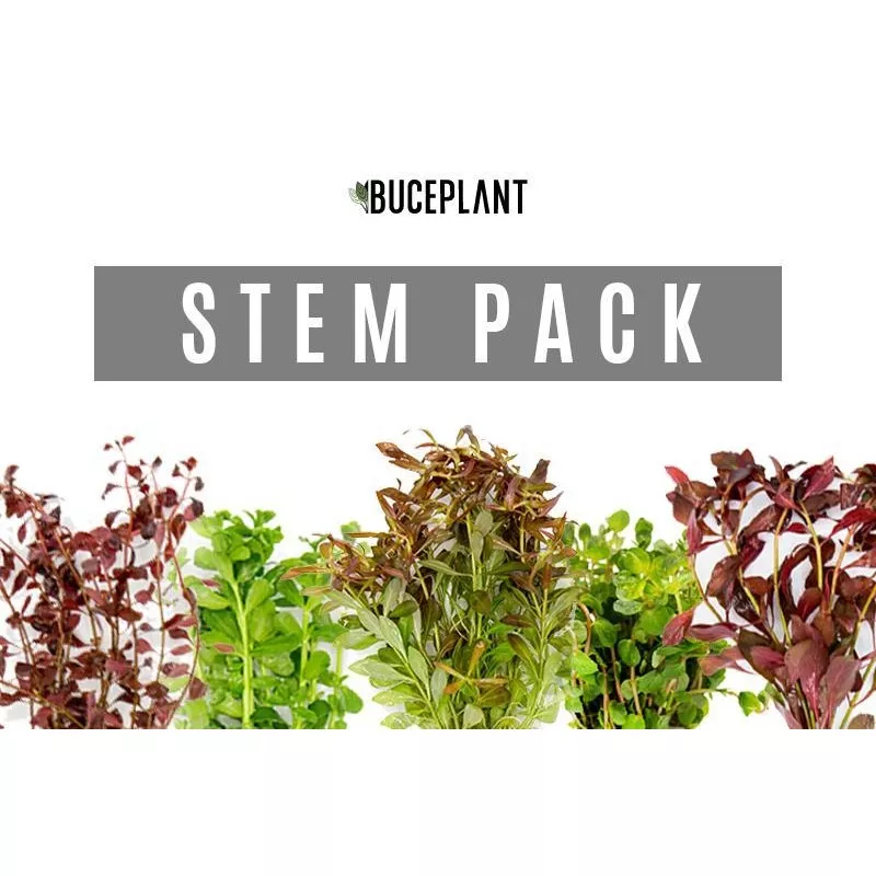 Dutch Stem Plant Pack