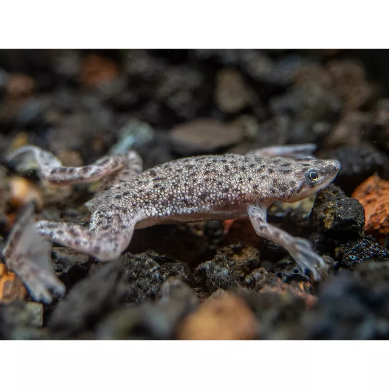Dwarf African Frog (Hymenochirus curtipes), Tank-Bred