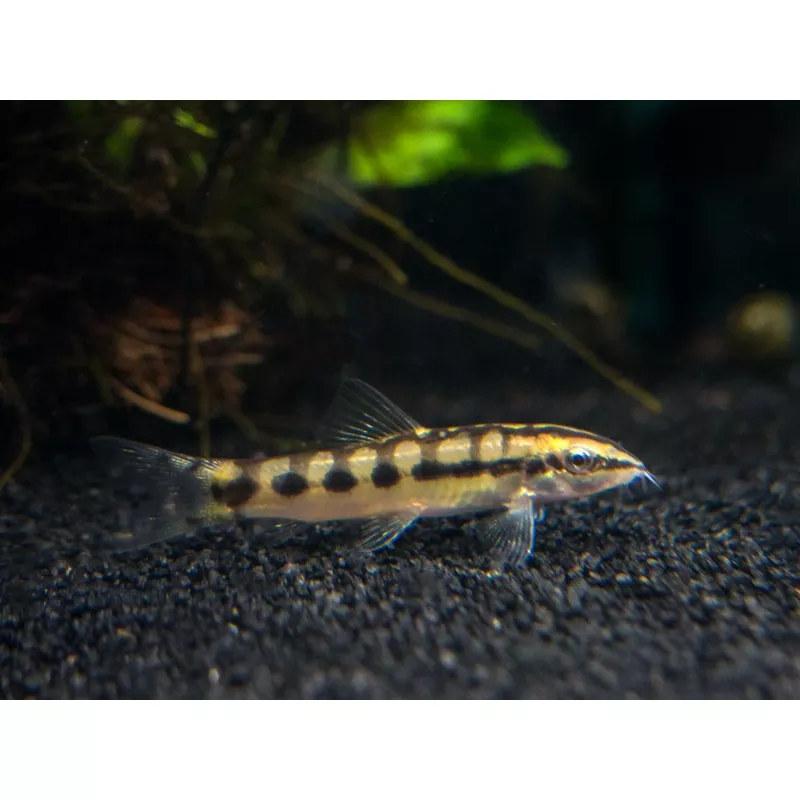 Dwarf Chain Loach/Botia (Ambastaia sidthimunki)